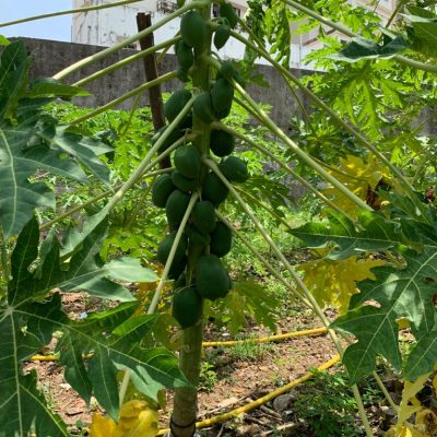 Papayas for hospital patients
