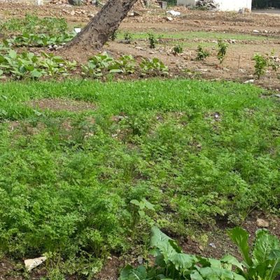 Hibiscus planted in-between rows