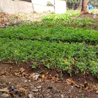 Dead leaves being composted naturally