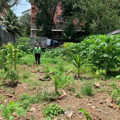 Diff fruit trees & vegetables growing on previously barren land