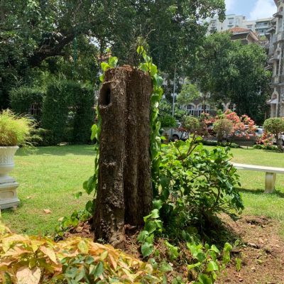 Fallen tree up-righted, used for supporting diff plants