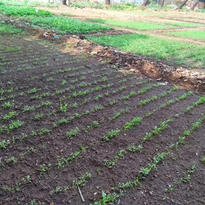 New plants grown with organic manure from in-house composting