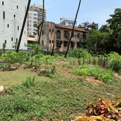 Organic vegetables for the hospital patients grown on previously barren land