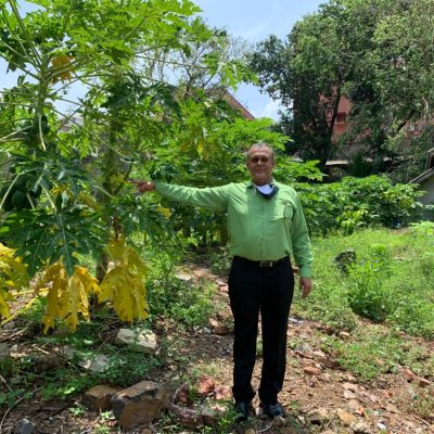 Papayas growing on previously barren land