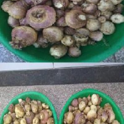 Harvest of "Shalgam" being sent to the kitchen!