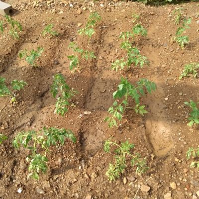 Tomato plants